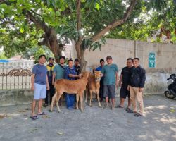Patroli Kring Serse, Polres Probolinggo Kota Berhasil Gagalkan Pencurian 2 Ekor Sapi