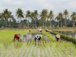 Mengapa Pertanian Tumbuh Tinggi Di Triwulan I-2025?