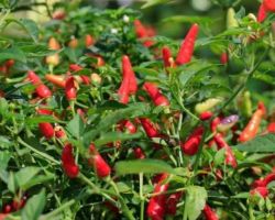 GRPC Pasar Kramatjati Jakarta Dukung Pemerintah Stabilkan Harga Cabai 