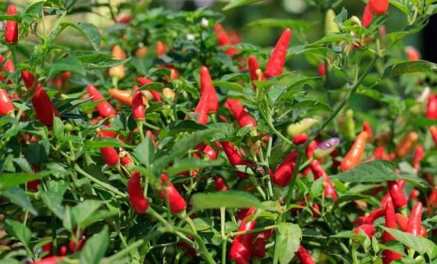 Cabai Rawit (Foto:Istimewa)